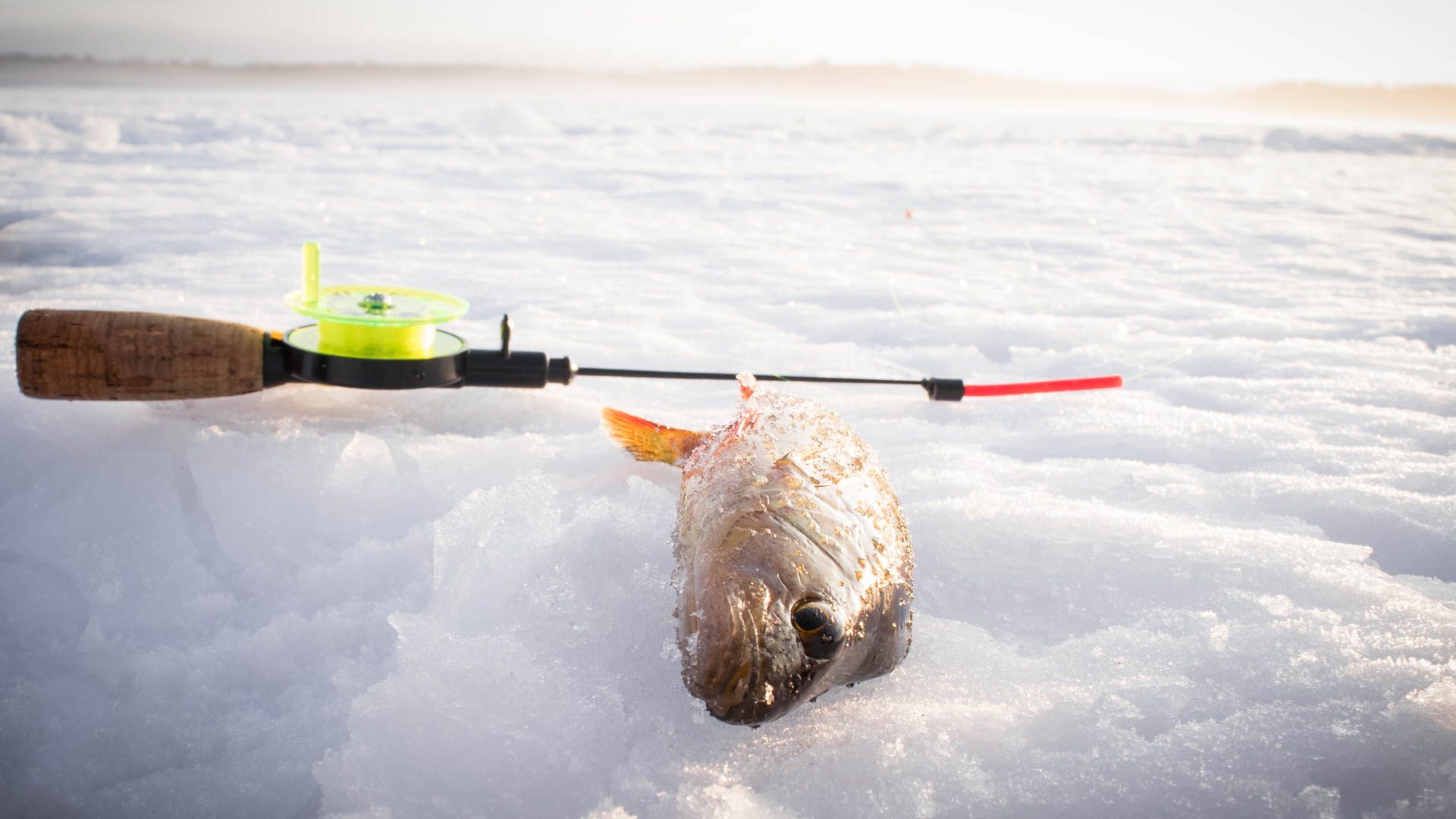 Activities / Snowmobile Safari with Ice Fishing – Levi, Wild Nordic Finland @wildnordicfinland