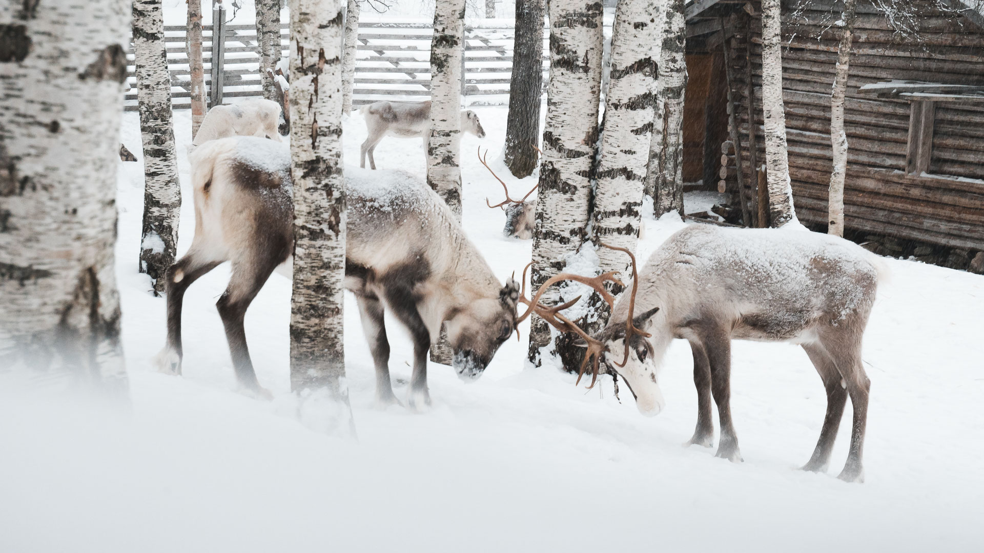 Activities / Snowmobile Safari to a Reindeer Farm – Levi, Wild Nordic Finland @wildnordicfinland