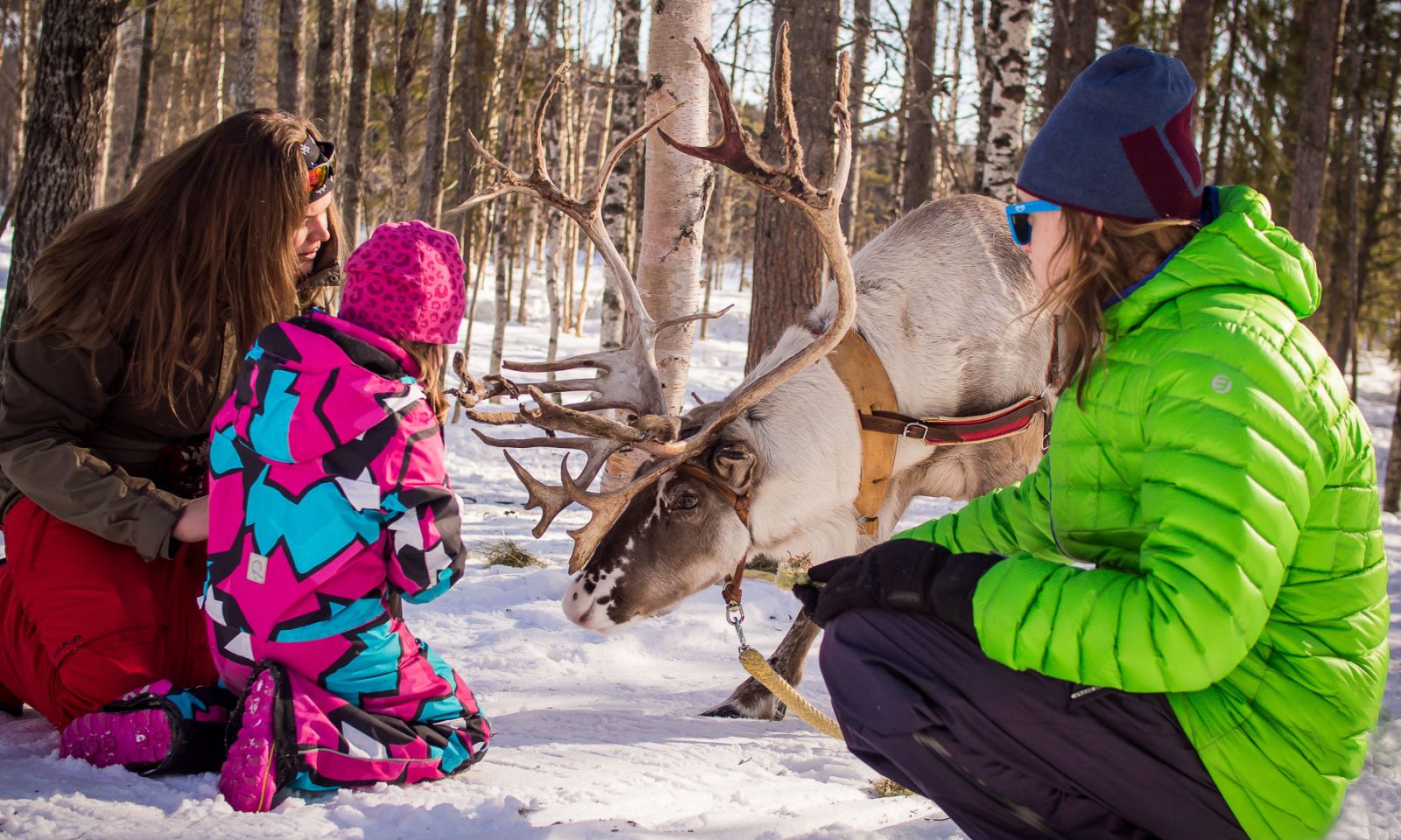 Activities / Snowmobile Safari to a Reindeer Farm – Levi, Wild Nordic Finland @wildnordicfinland