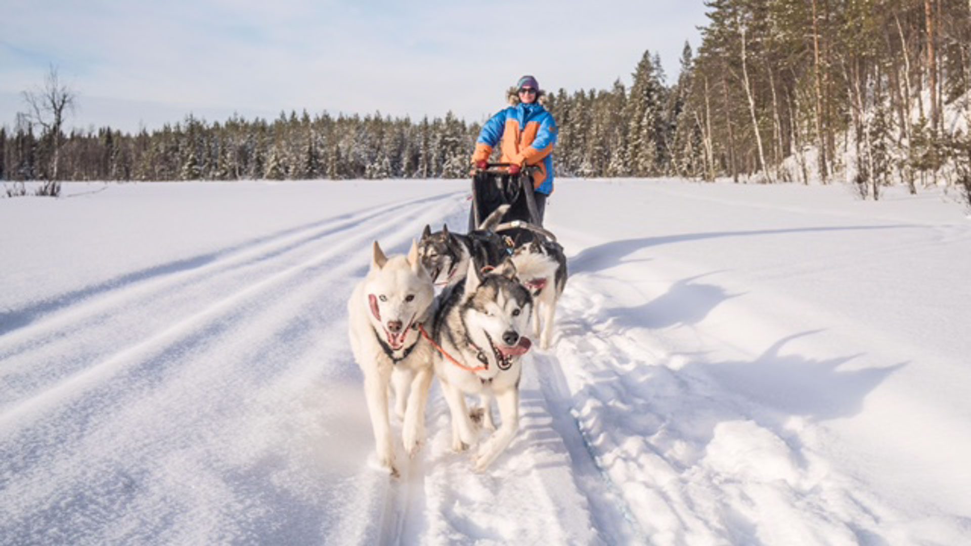White husky with one brown eye and one icy blue eye. Arctic Husky Safari for Adults only, Rovaniemi, Wild Nordic Finland @wildnordicfinland
