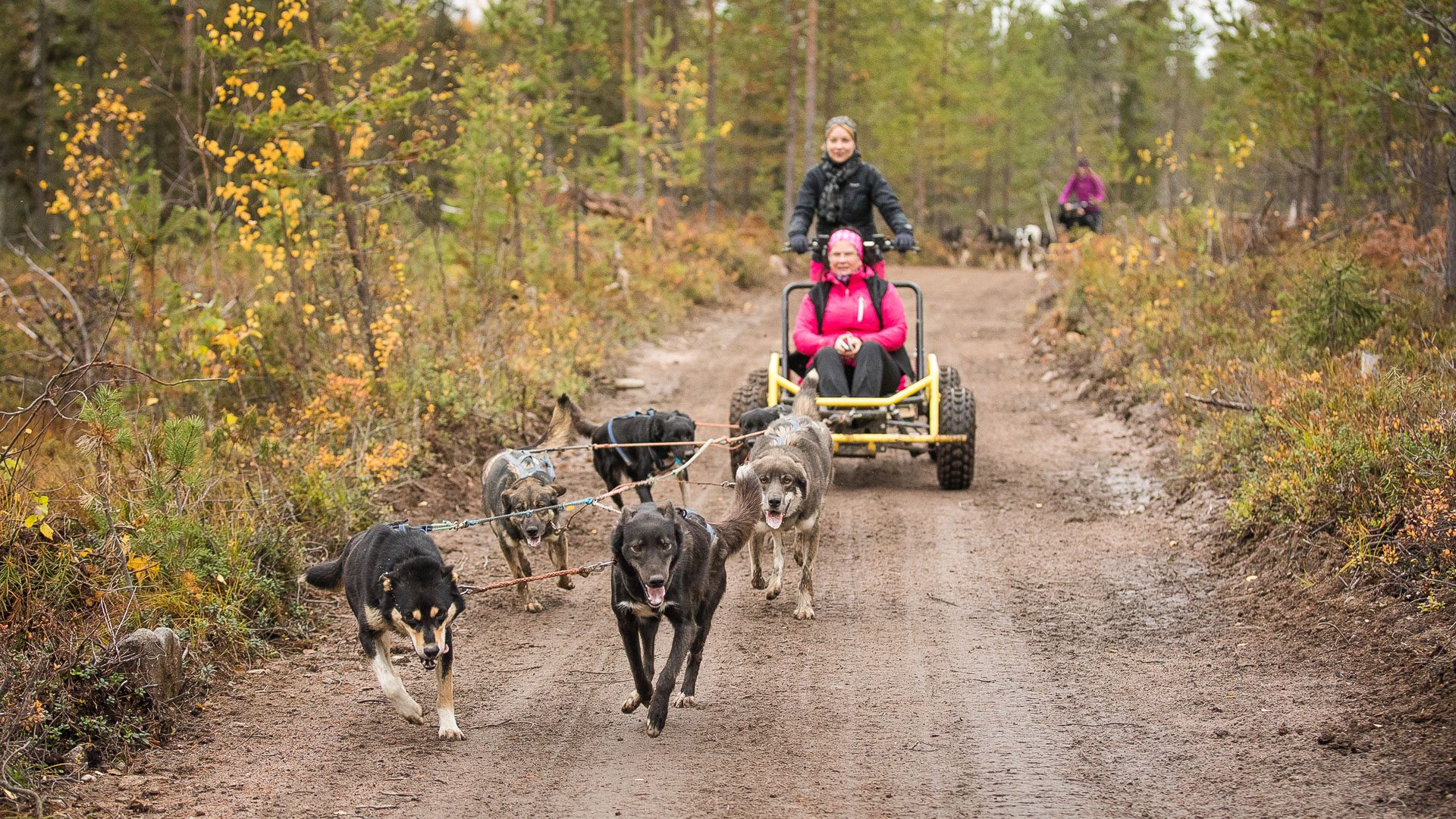 Born to Run (Autumn), Rovaniemi, Wild Nordic Finland @wildnordicfinland