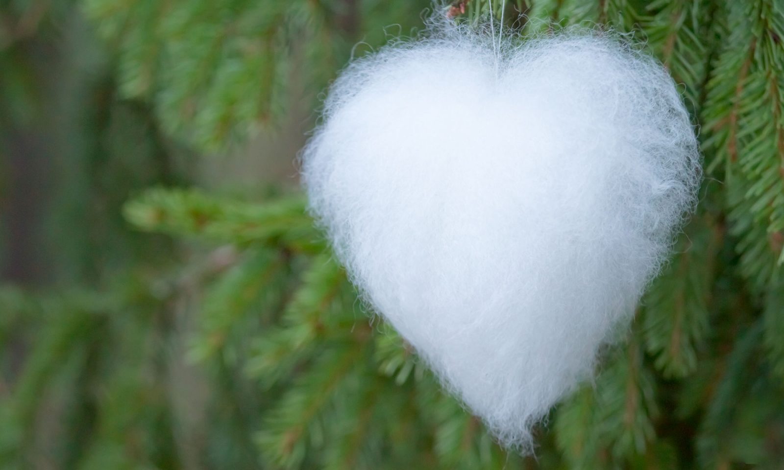 White fluffy heart with spruce on background
