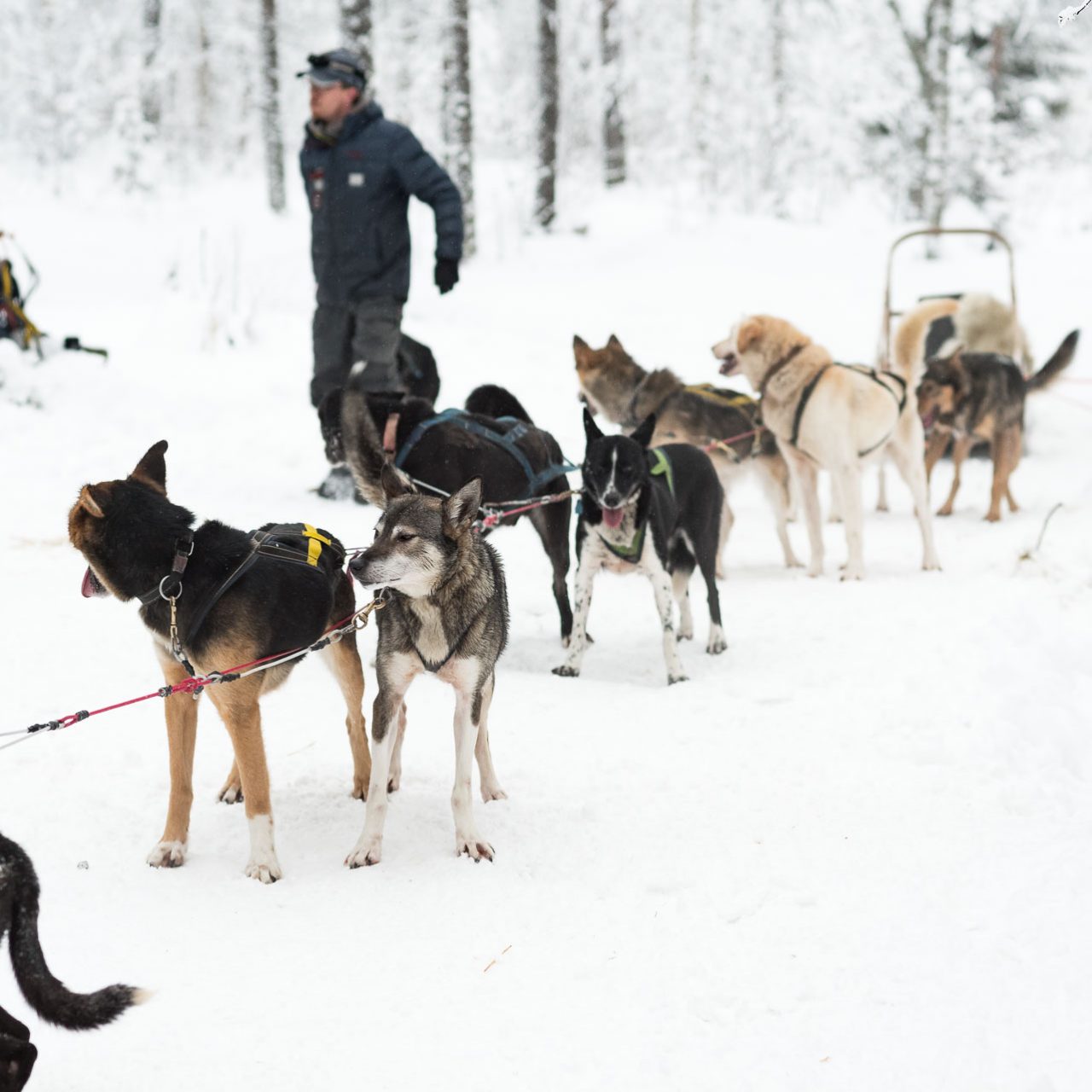 Husky Safari into Deep Forest, Rovaniemi, Arctic Circle Wilderness Resort, Wild Nordic Finland @wildnordicfinland