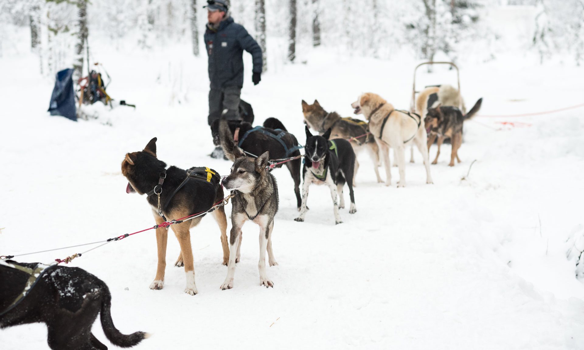 Husky Safari into Deep Forest, Rovaniemi, Arctic Circle Wilderness Resort, Wild Nordic Finland @wildnordicfinland