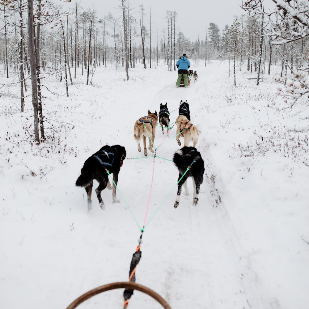Husky safari for nature lovers, Rovaniemi, Wild Nordic Finland @wildnordicfinland