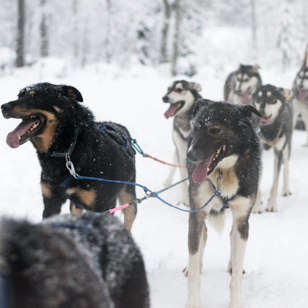 Husky – Born to run, Rovaniemi, Arctic Circle Wilderness Resort / @wildnordicfinland