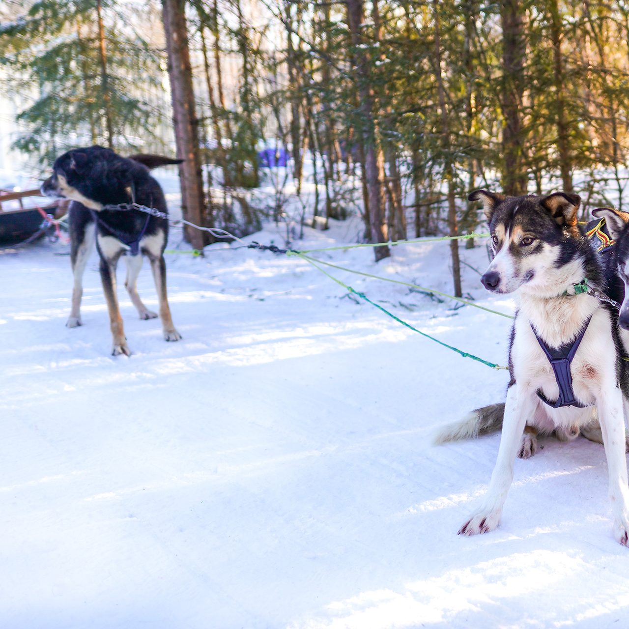 Reindeer and Husky Safari with Lunch, Rovaniemi, Wild Nordic Finland @wildnordicfinland