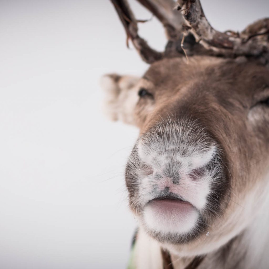 Close up of a cute reindeer. Reindeer tours, Rovaniemi, Arctic Circle Wilderness Resort, Villi Pohjola / Wild Nordic Finland @wildnordicfinland