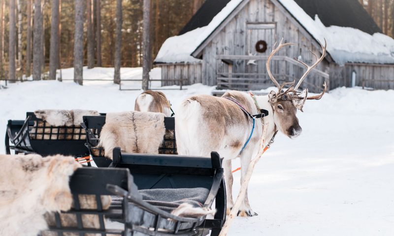 Reindeer Safari and Ice Fishing Experience, Rovaniemi, Arctic Circle Wilderness Resort, Wild Nordic Finland @wildnordicfinland