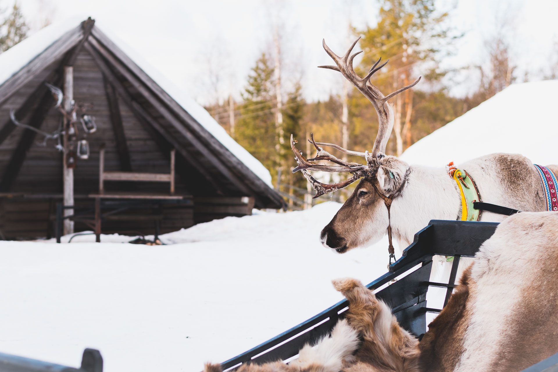 Reindeer Safari and Ice Fishing Experience, Rovaniemi, Arctic Circle Wilderness Resort, Wild Nordic Finland @wildnordicfinland