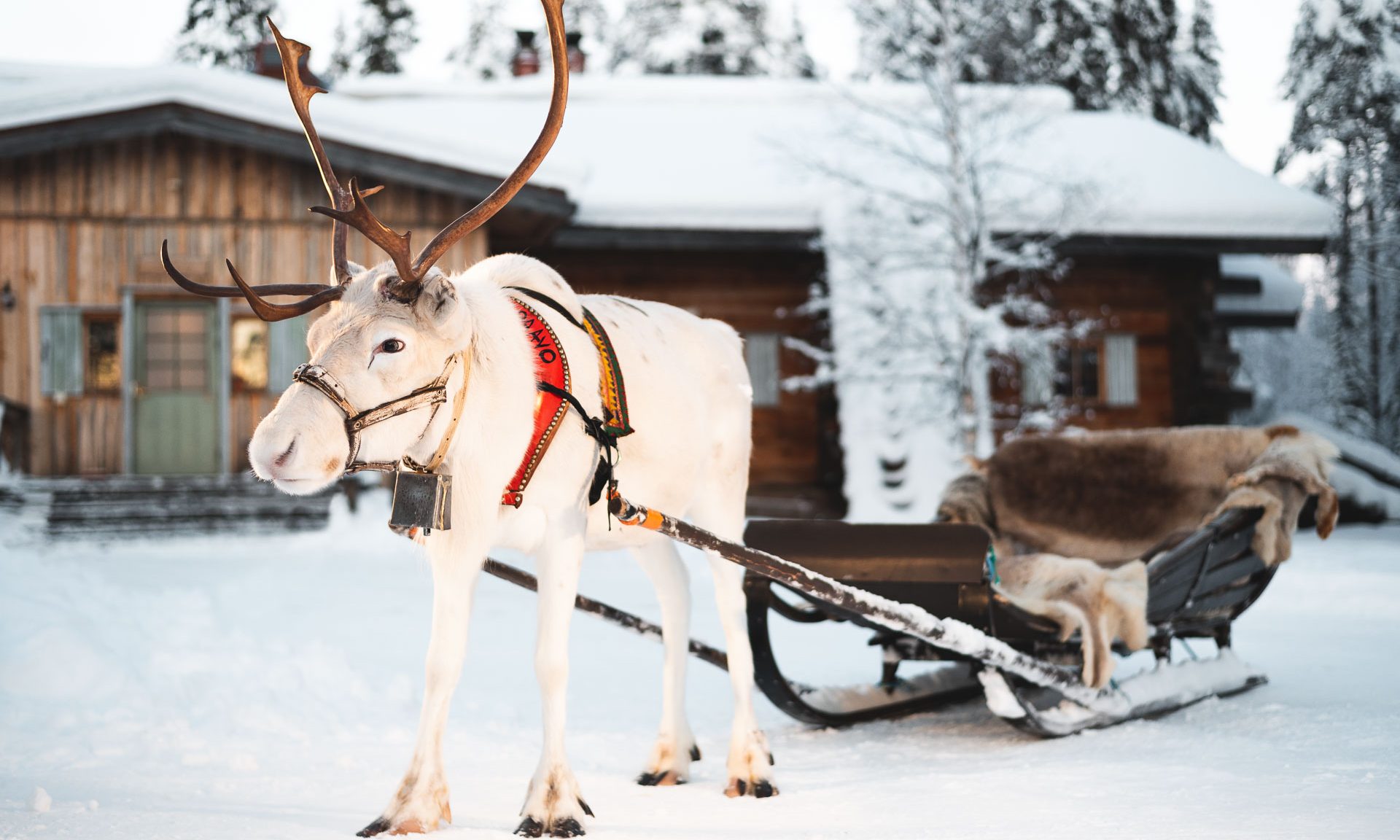 Reindeer Safari in the Deep Forest, Rovaniemi, Arctic Circle Wilderness Resort, Wild Nordic Finland @wildnordicfinland