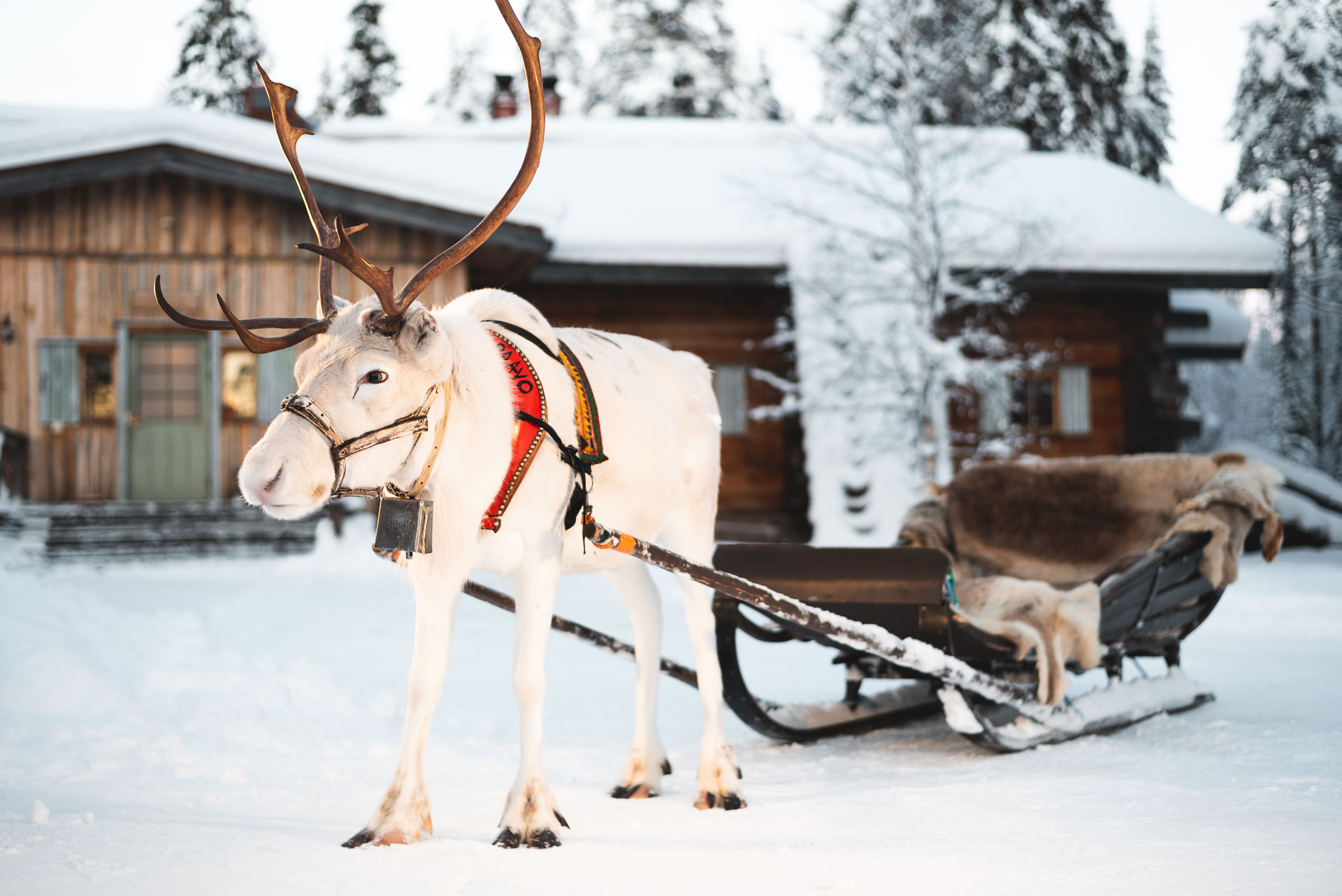 Reindeer Safari in the Deep Forest, Rovaniemi, Arctic Circle Wilderness Resort, Wild Nordic Finland @wildnordicfinland