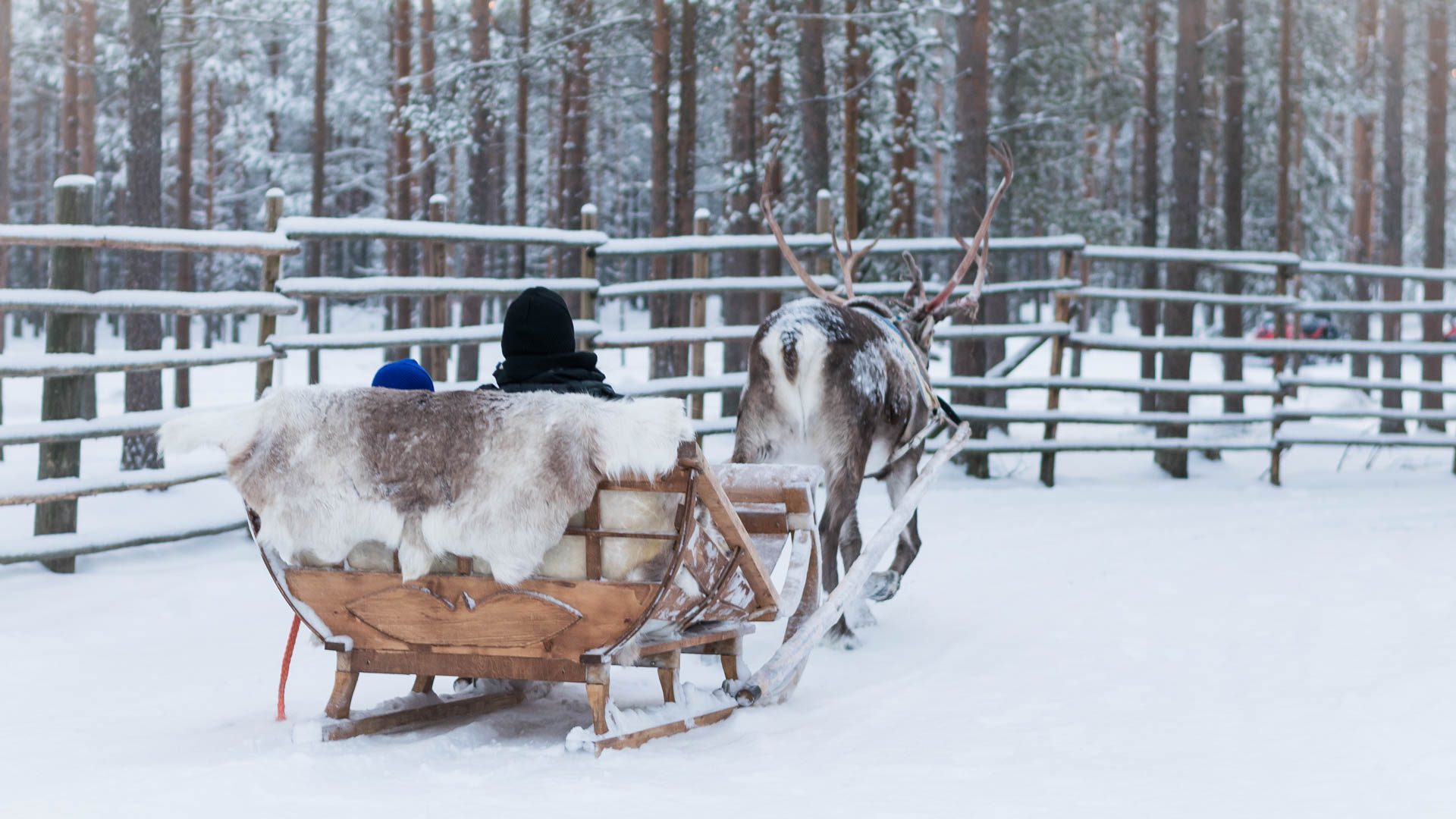 Reindeer Safari in the Deep Forest, Rovaniemi, Arctic Circle Wilderness Resort, Wild Nordic Finland @wildnordicfinland