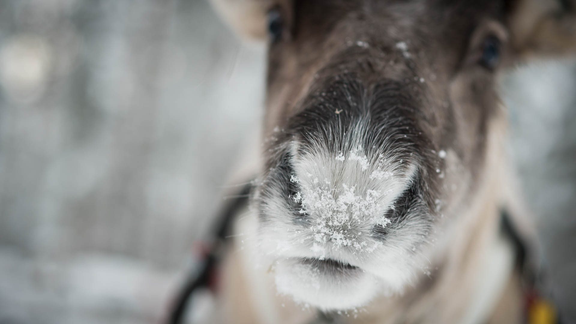 Reindeer Safari to Search for the Northern Lights, Rovaniemi, Wild Nordic Finland @wildnordicfinland