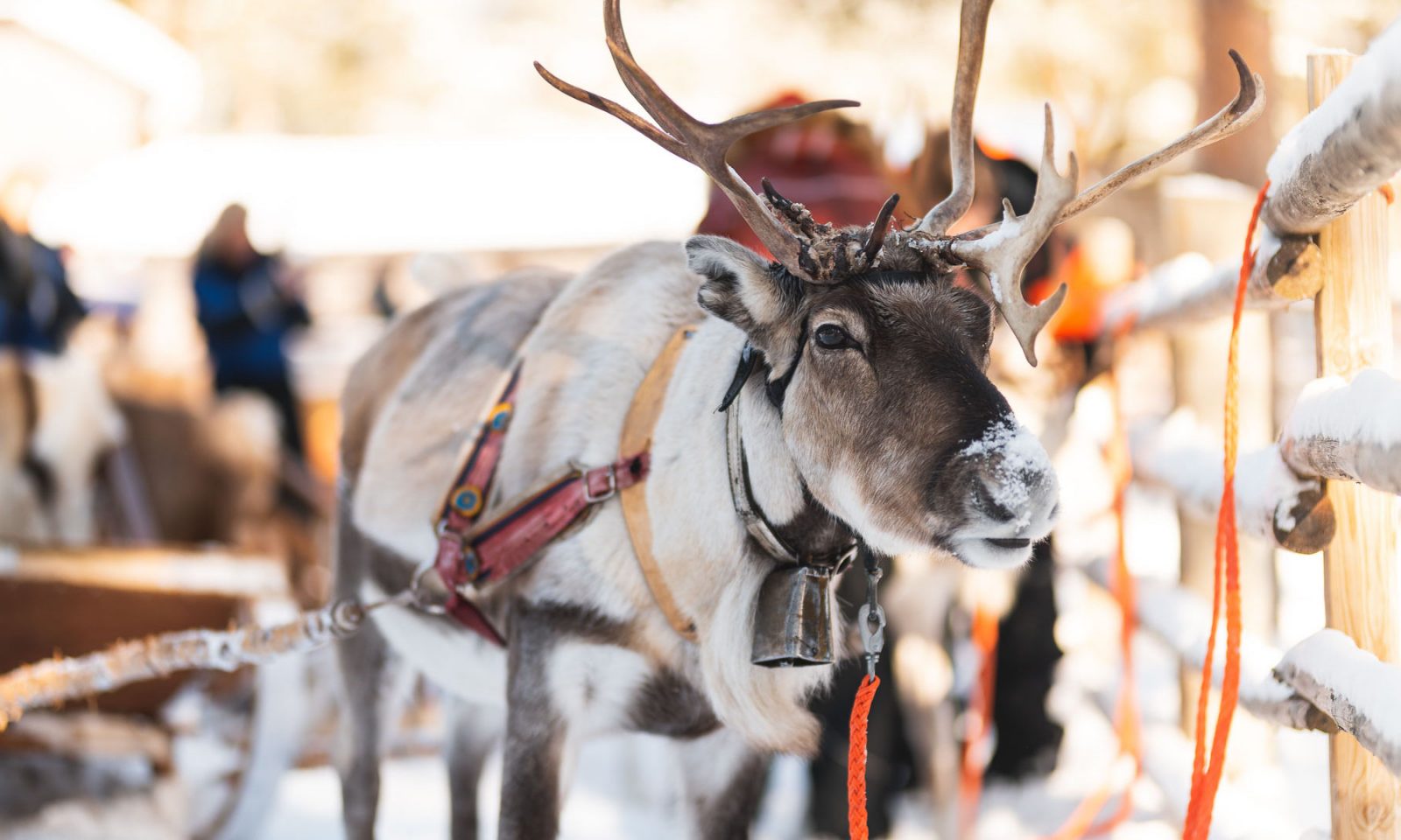 Snowmobile Safari to a Reindeer Farm and Santa Claus Village, Rovaniemi & Arctic Circle Wilderness Resort, Wild Nordic Finland @wildnordicfinland