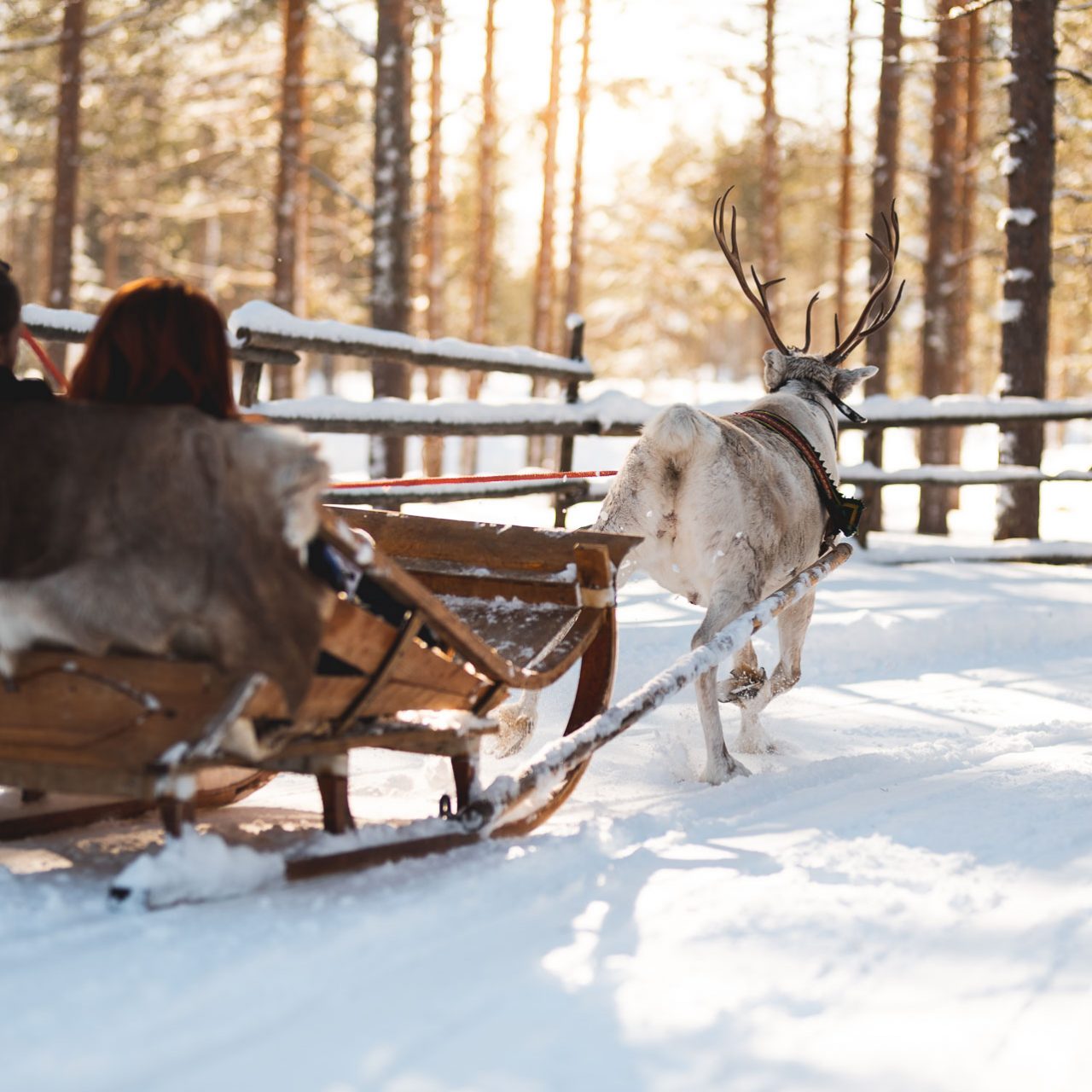 Snowmobile Safari to a Reindeer Farm and Santa Claus Village, Rovaniemi & Arctic Circle Wilderness Resort, Wild Nordic Finland @wildnordicfinland
