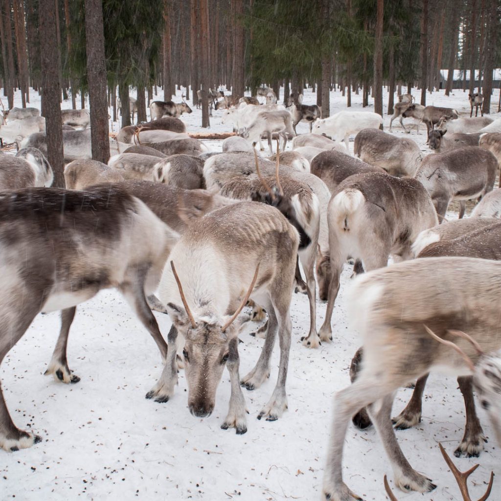 Visit to Local Reindeer Farm, Rovaniemi, Wild Nordic Finland @wildnordicfinland
