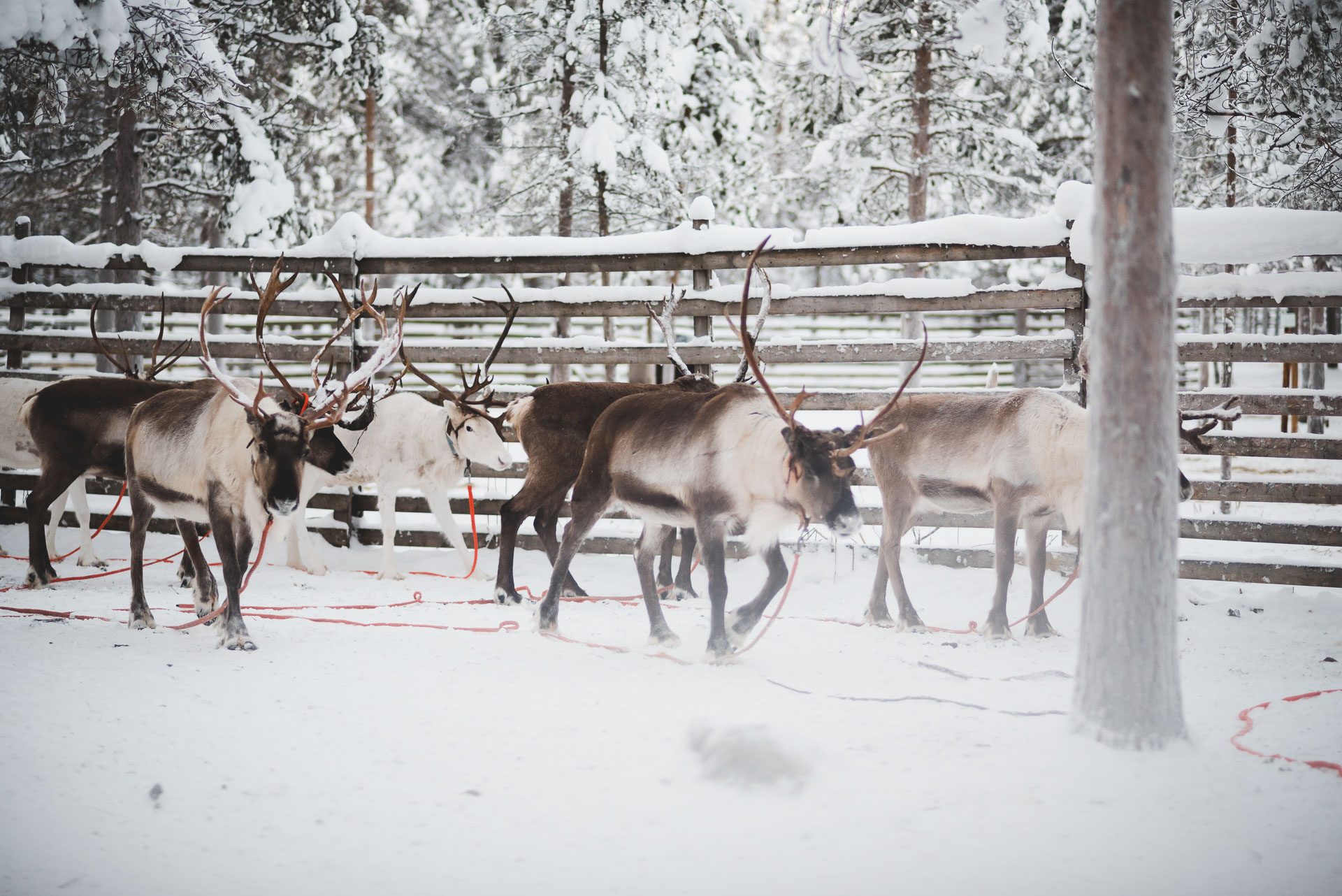 Visit to Local Reindeer Farm, Rovaniemi, Wild Nordic Finland @wildnordicfinland