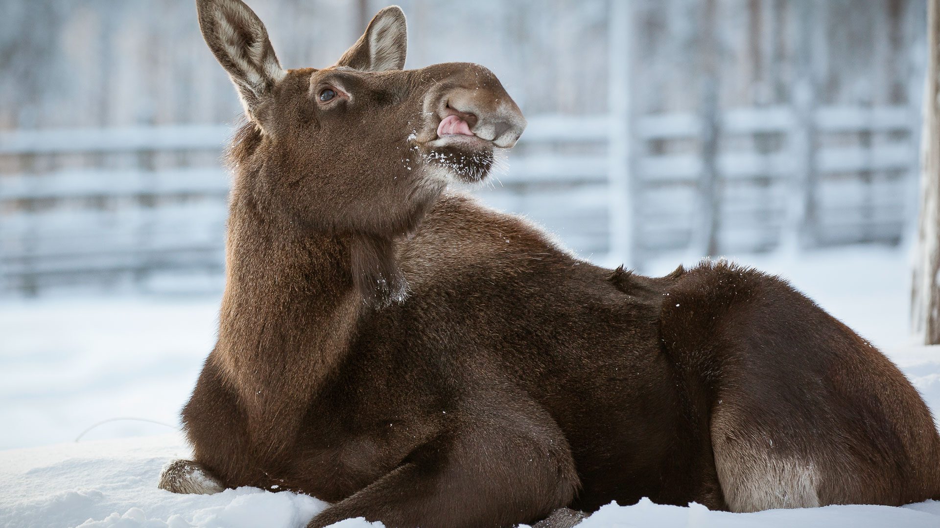 Visit to Ranua Wildlife Park, Rovaniemi, Wild Nordic Finland @wildnordicfinland