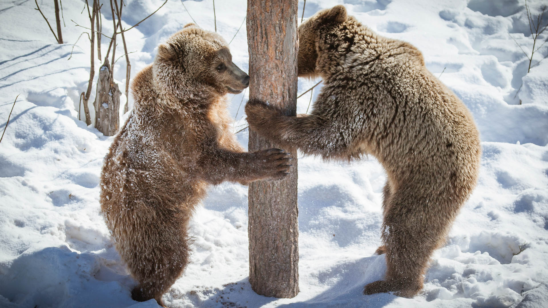 Visit to Ranua Wildlife Park, Rovaniemi, Wild Nordic Finland @wildnordicfinland