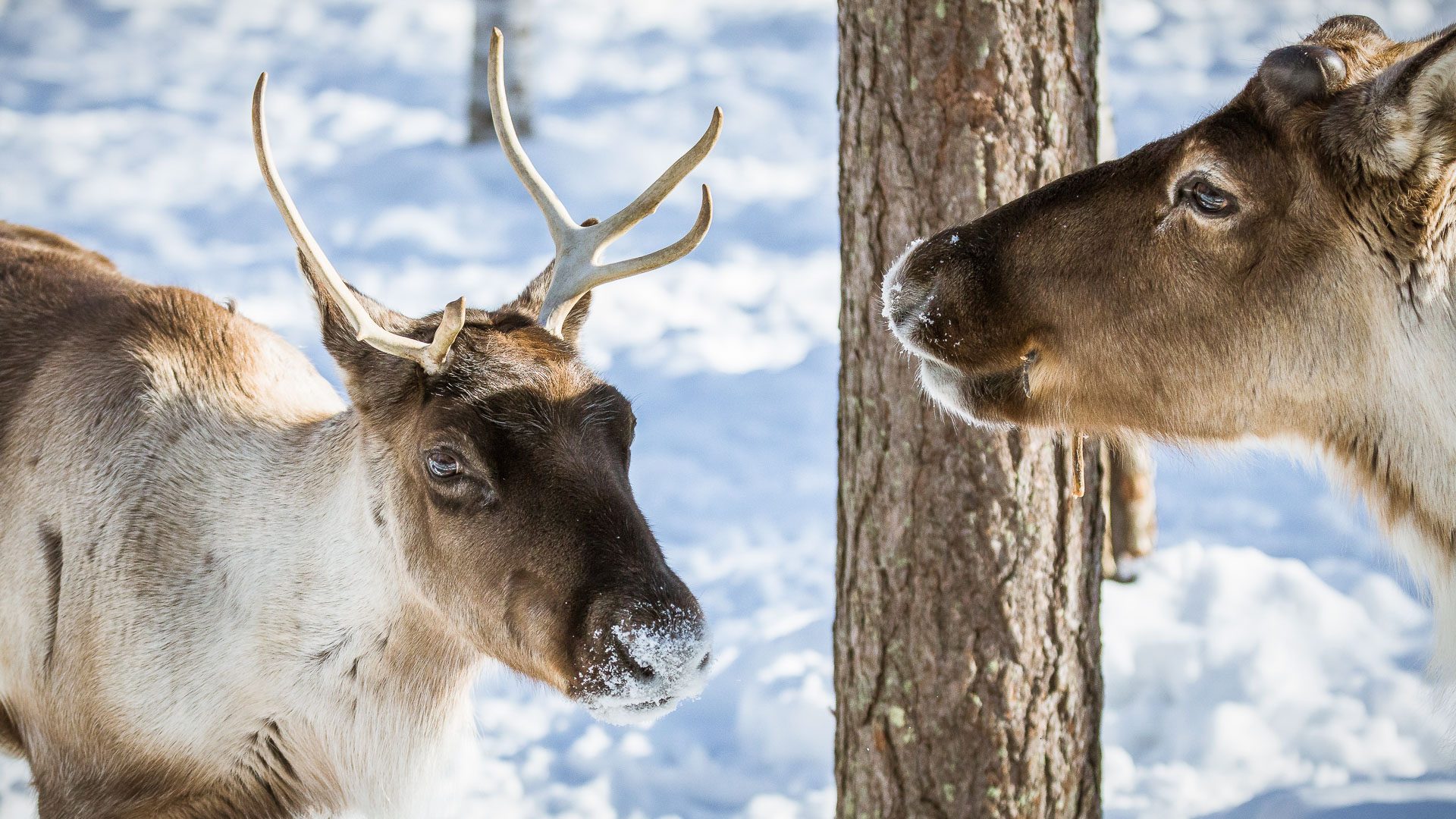 Visit to Ranua Wildlife Park, Rovaniemi, Wild Nordic Finland @wildnordicfinland