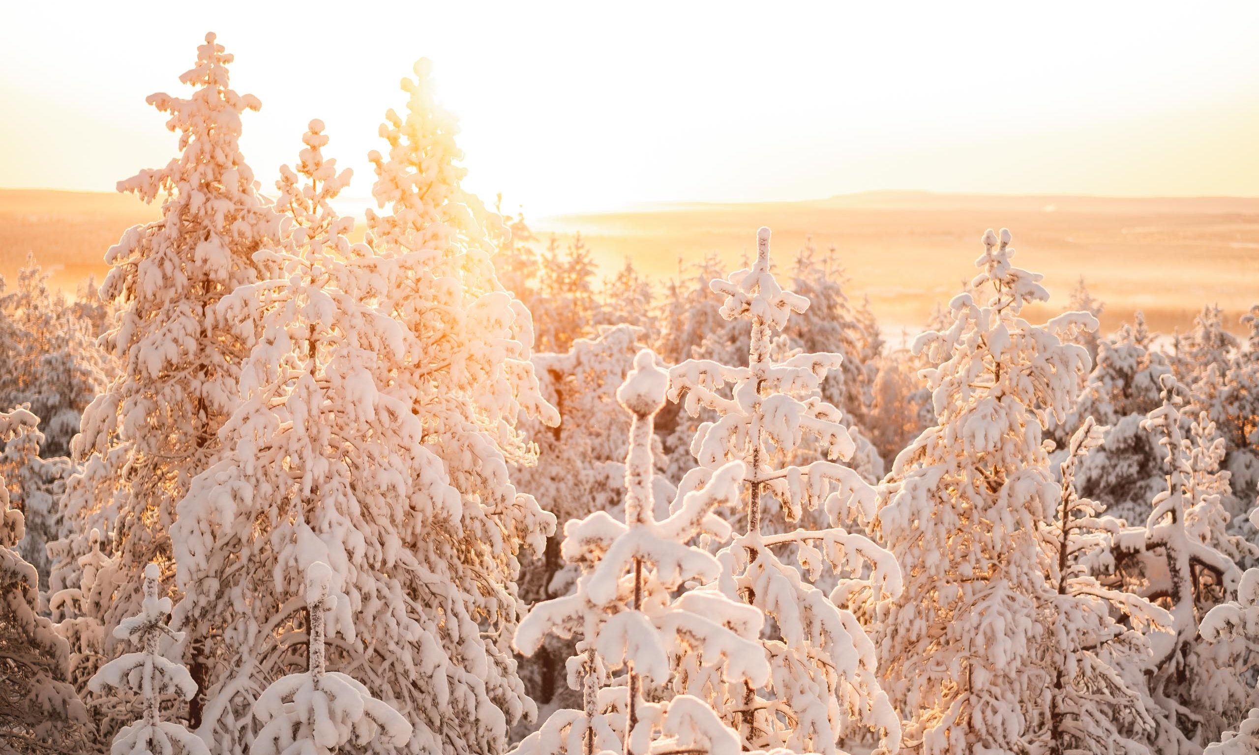 Winter forest, snowy trees, Villi Pohjola / Wild Nordic Finland @wildnordicfinland