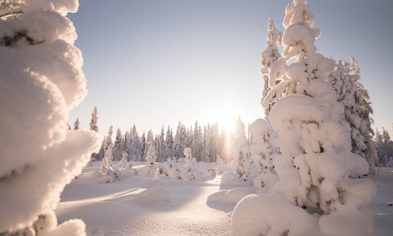 Winter forest, Snowy trees, Villi Pohjola / Wild Nordic Finland @wildnordicfinland