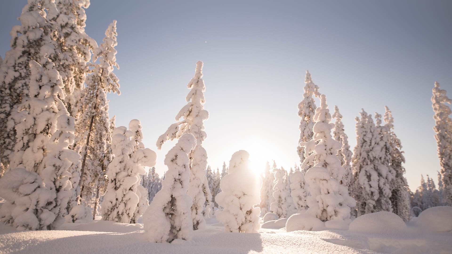 Winter forest, Snowy trees, Villi Pohjola / Wild Nordic Finland @wildnordicfinland