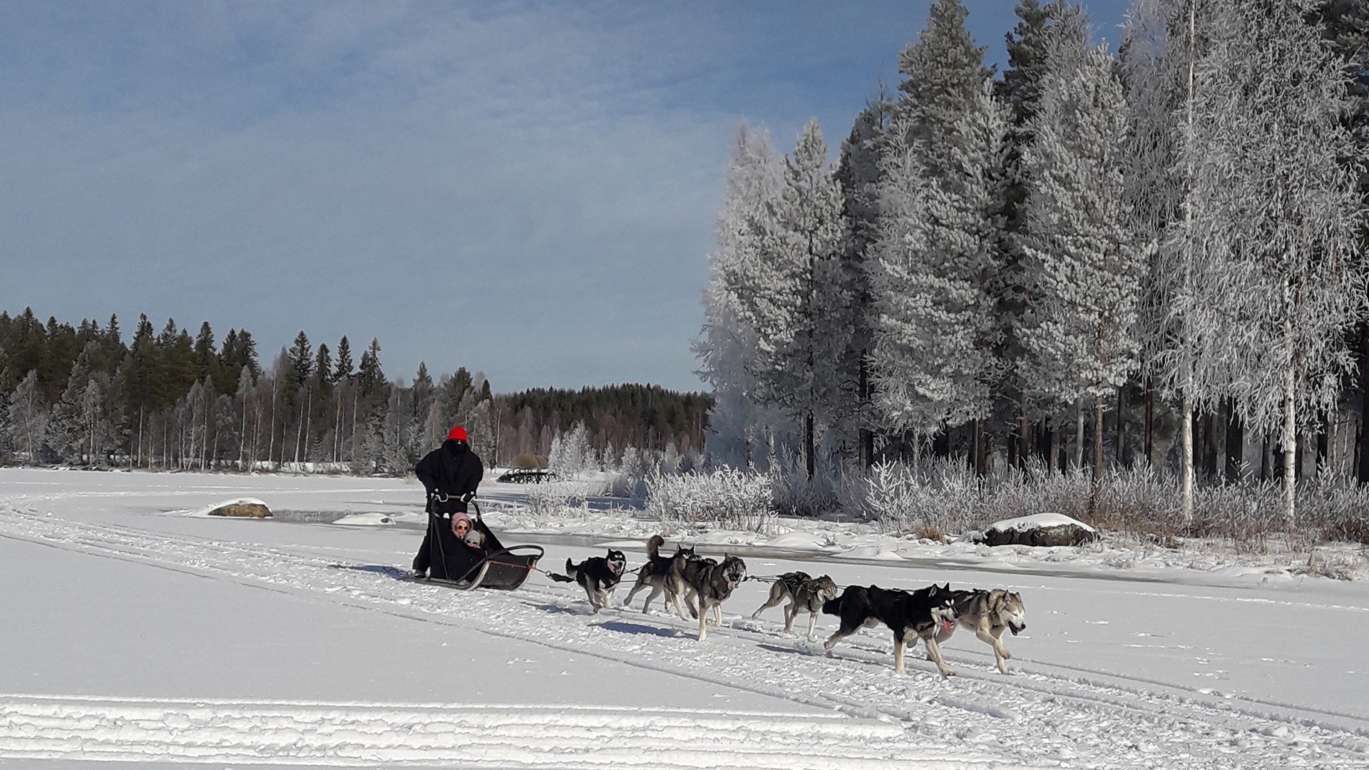 Lakeland, Bomba / Huskyajelu, Husky ride, talviaktiviteetti, Villi Pohjola / Wild Nordic Finland @wildnordicfinland