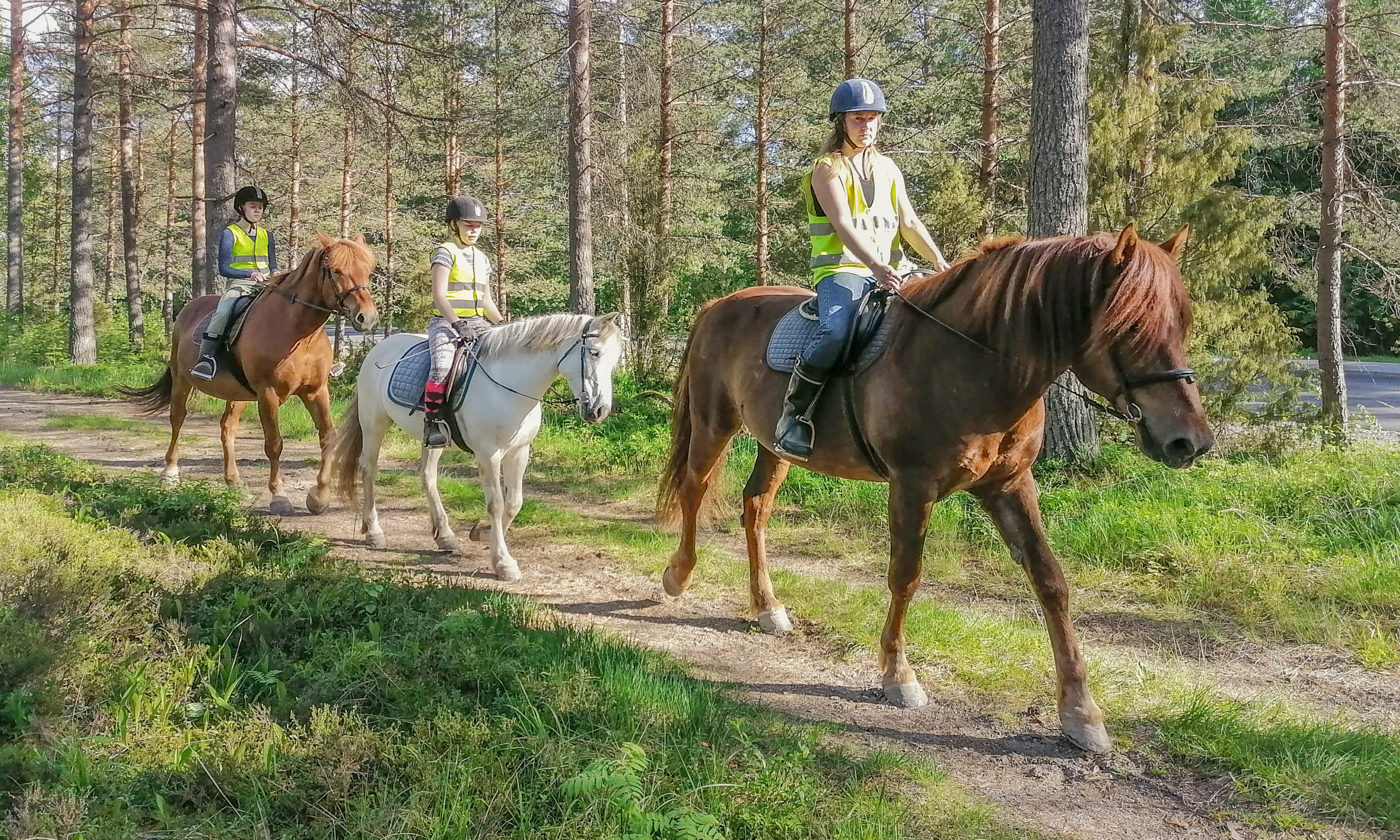 Tahko / Helppo ratsastussafari, Villi Pohjola / Wild Nordic Finland @wildnordicfinland