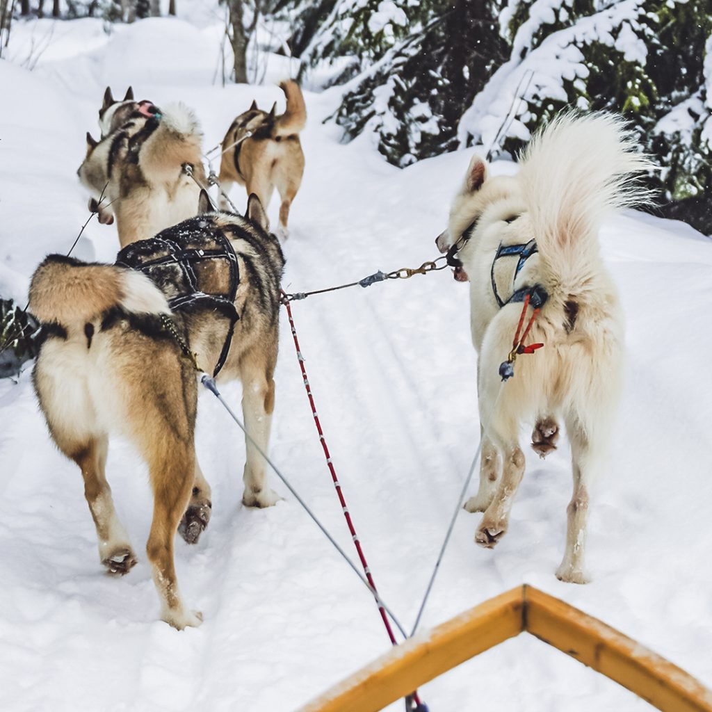 Bomba / Wild Woods Husky, husky-retket, Villi Pohjola / Wild Nordic Finland @wildnordicfinland