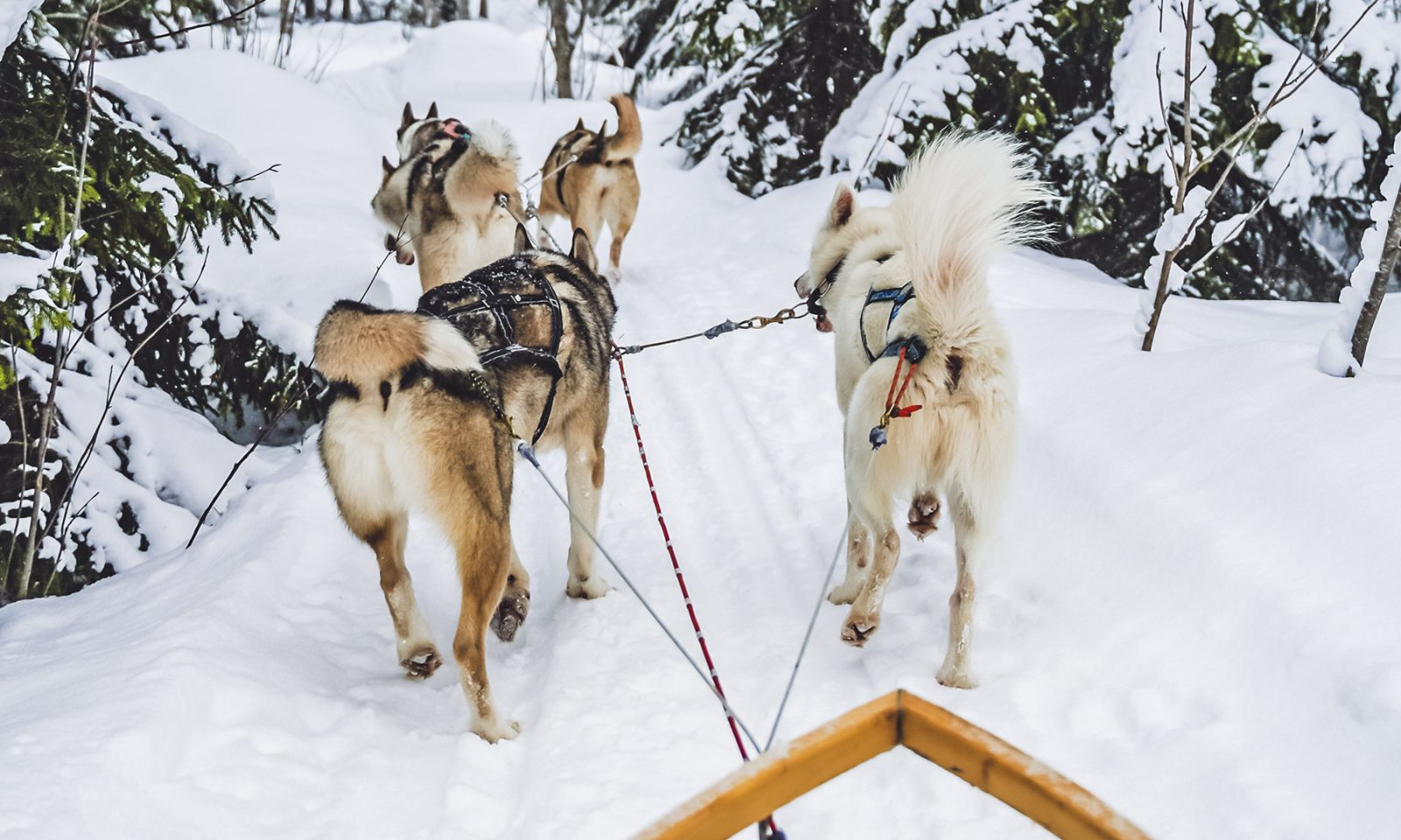 Bomba / Wild Woods Husky, husky-retket, Villi Pohjola / Wild Nordic Finland @wildnordicfinland