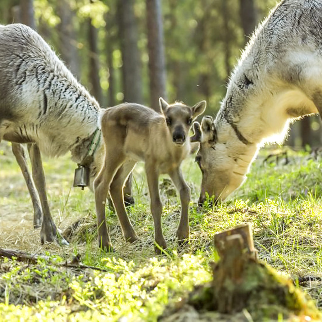 Rovaniemi activities – Reindeer, Sieriporo. Wild Nordic Finland @wildnordicfinland