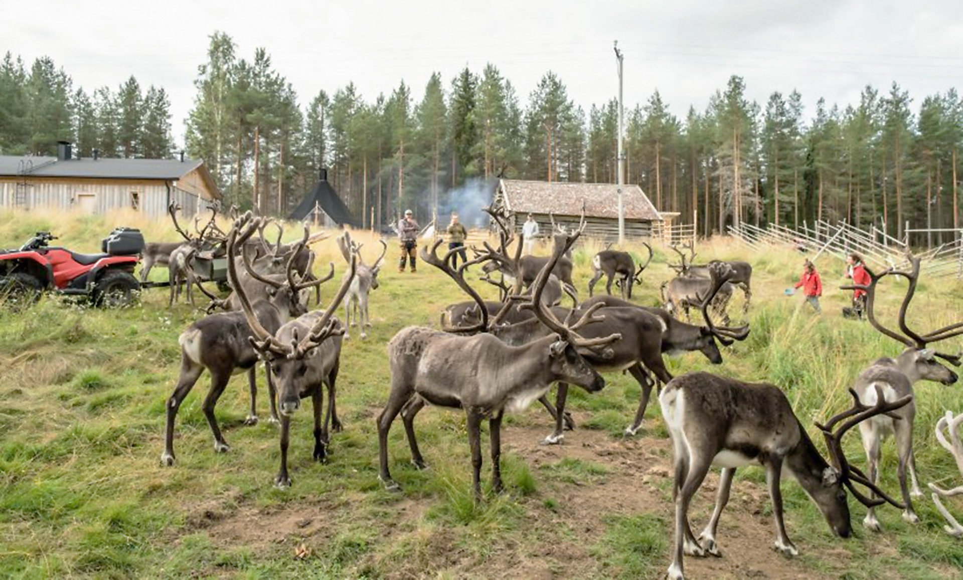 Rovaniemi activities – Reindeer, Sieriporo. Wild Nordic Finland @wildnordicfinland
