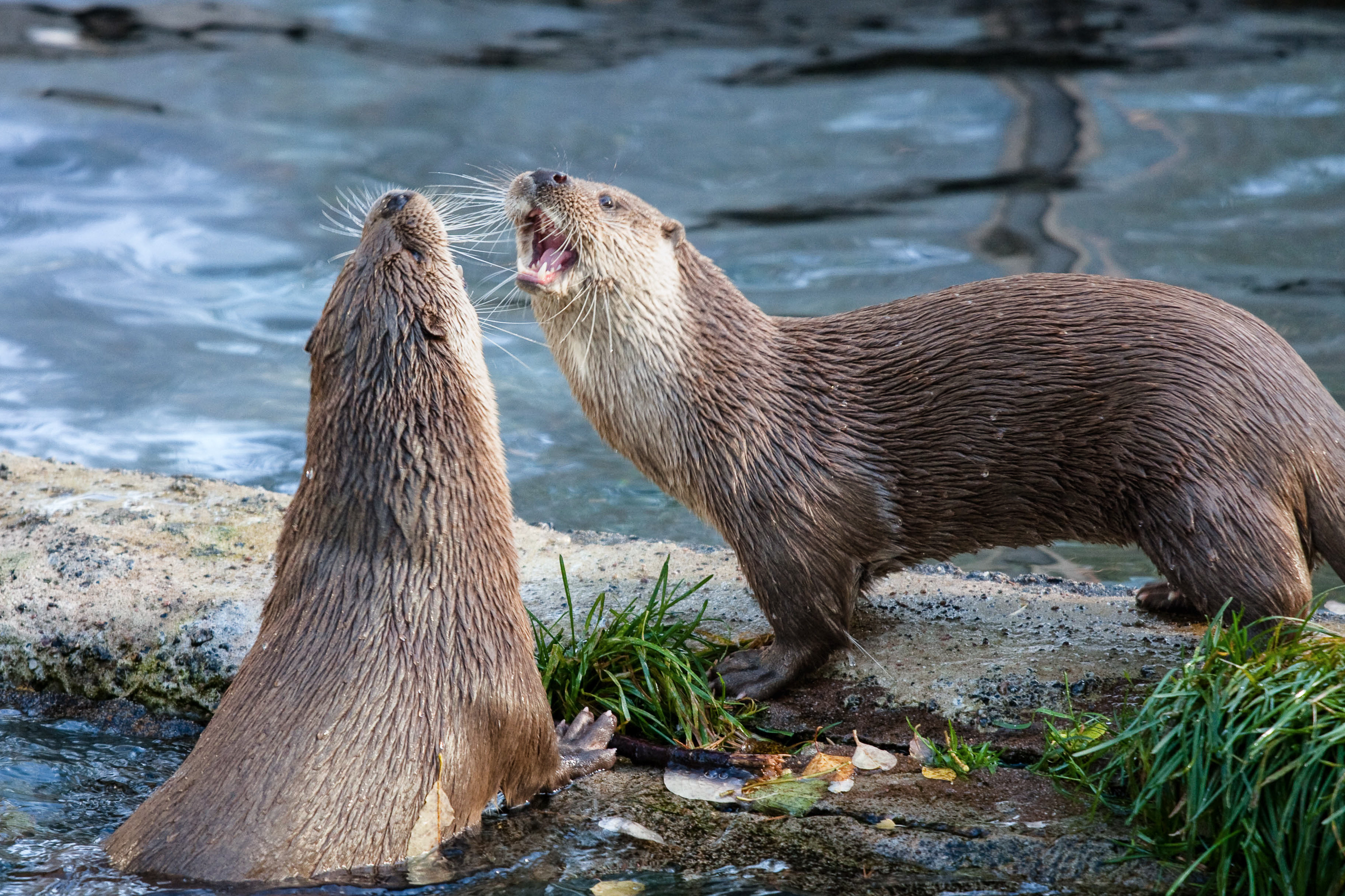 Rovaniemi activities – Ranua Zoo. Wild Nordic Finland @wildnordicfinland