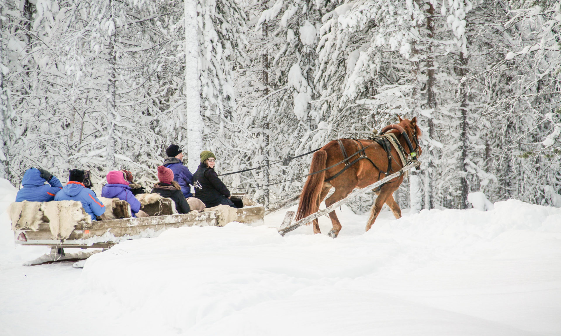 Activities / Levi - horse / Polar Light Tours Oy. Wild Nordic Finland @wildnordicfinland