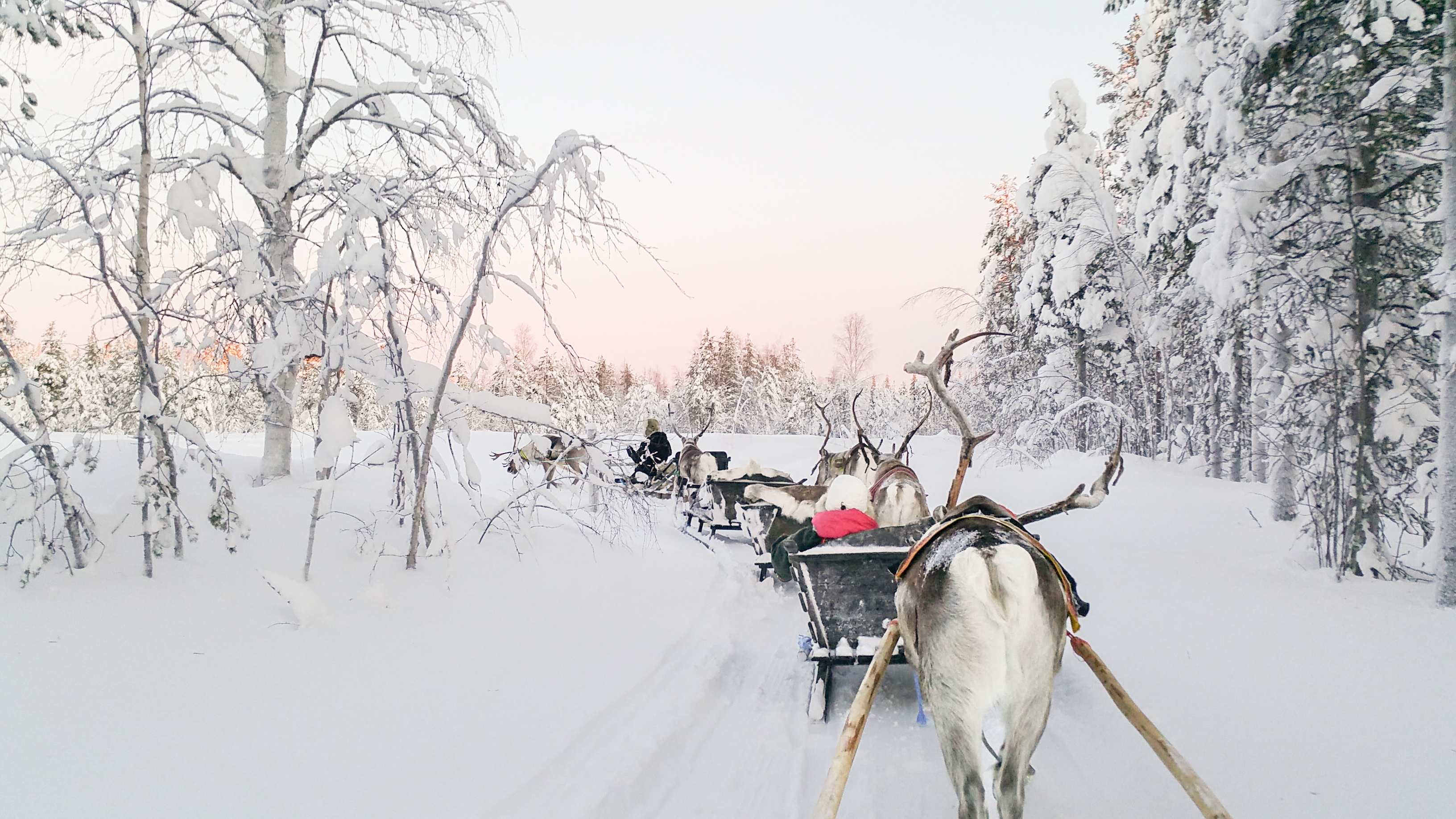 Levi - reindeer / Polar Light Tours Oy. Wild Nordic Finland @wildnordicfinland