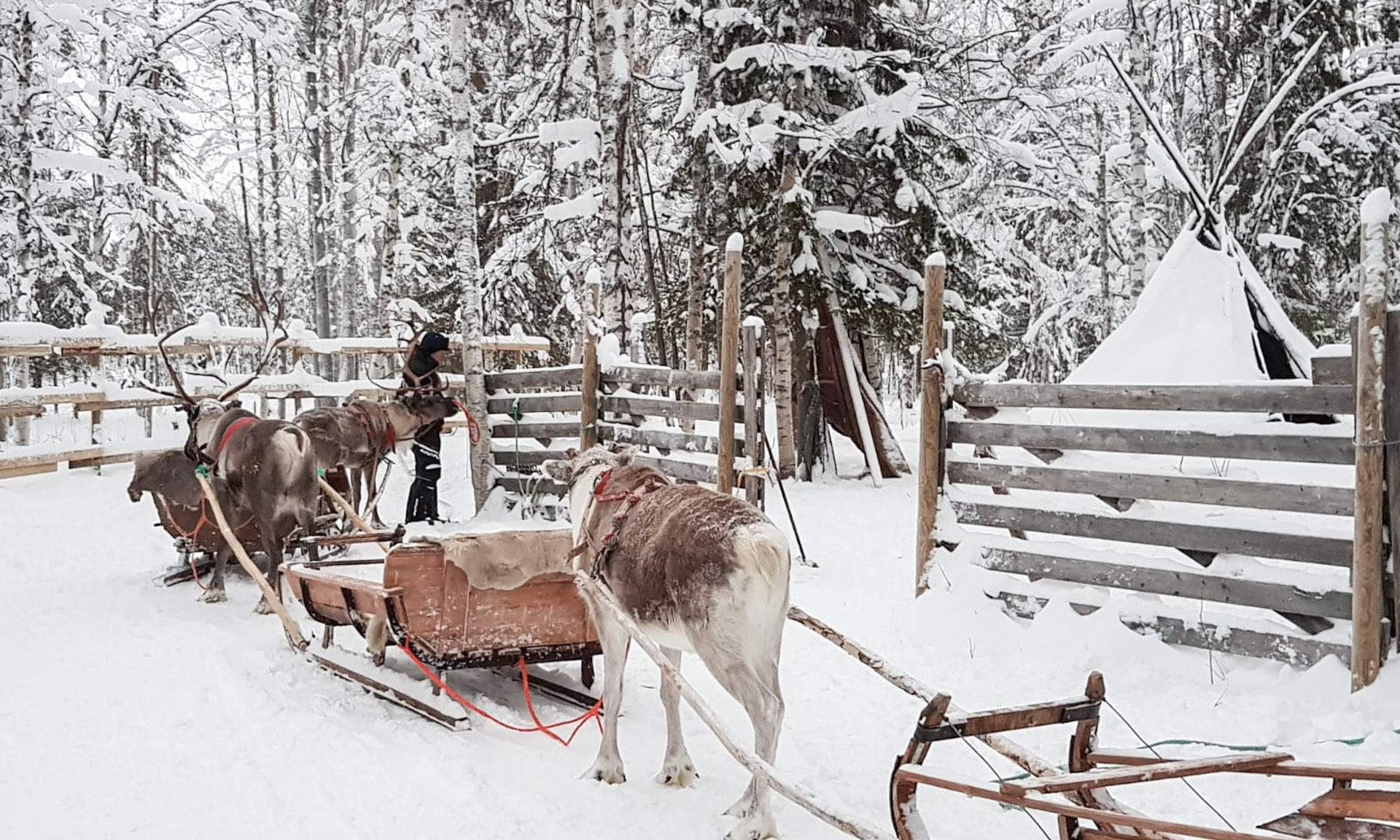 Levi – Sammuntupa / reindeer, Wild Nordic Finland @wildnordicfinland