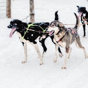 15-18 km husky safari