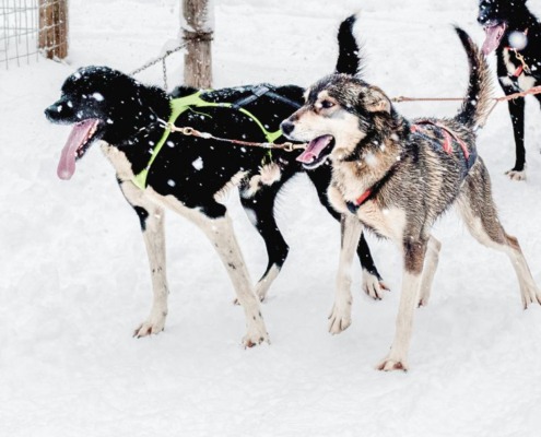 15-18 km husky safari