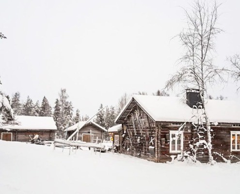 Authentic Reindeer Herding Experience