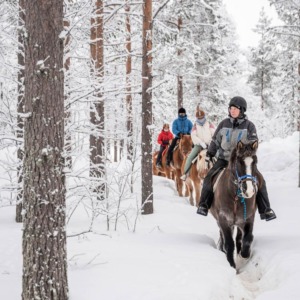 Horse Riding on the Winter Forest Trail