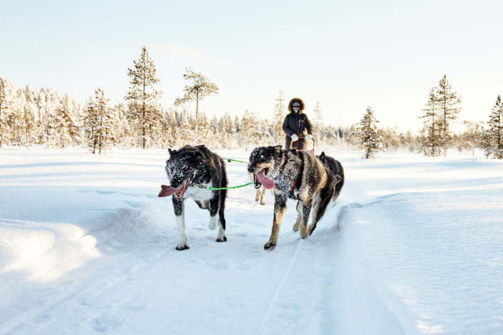 Husky Tours in Rovaniemi