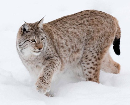 Ranua Wildlife Park: Photography Tour