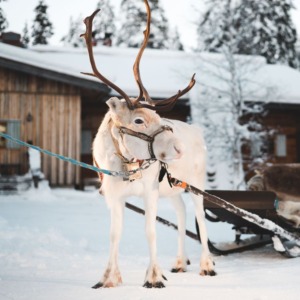 Reindeer Safari in Forest of Lapland