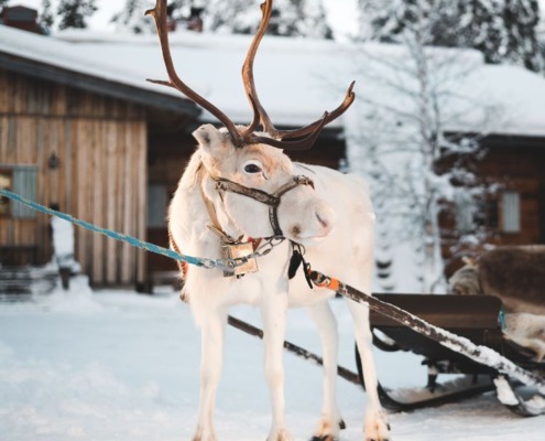 Reindeer Safari in Forest of Lapland