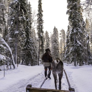 Reindeer Safari in the Deep Forest