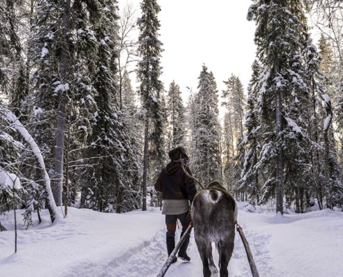 Reindeer Safari in the Deep Forest