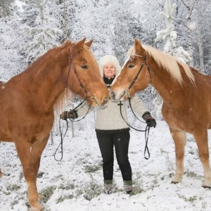 Traditional Finnhorse Sleigh Ride at Santa Claus Village