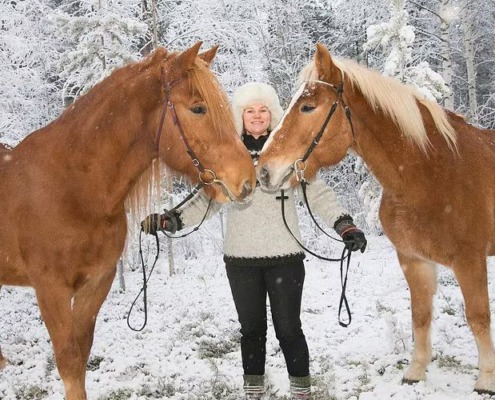 Traditional Finnhorse Sleigh Ride at Santa Claus Village